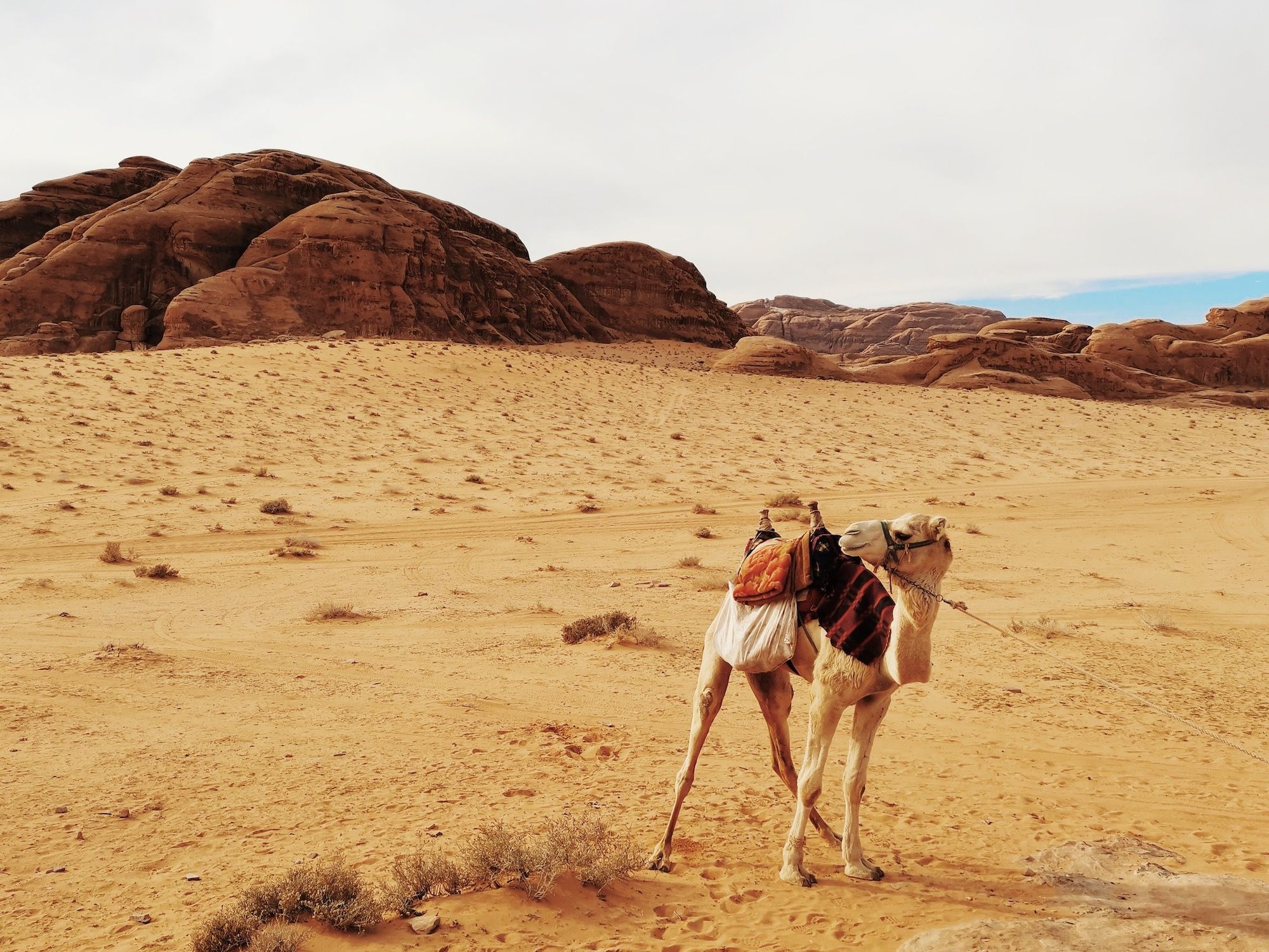 Бедуини и цивилизация, джипки и камили в Уади Рум